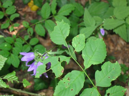 Clochettes mauves... abris de fées ?