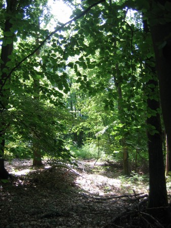 Chemin faisant... dans le sous-bois