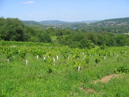 Vignobles de Dornot