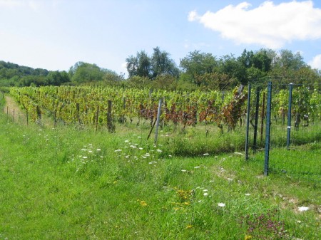 Vignobles et vergers au rendez-vous...