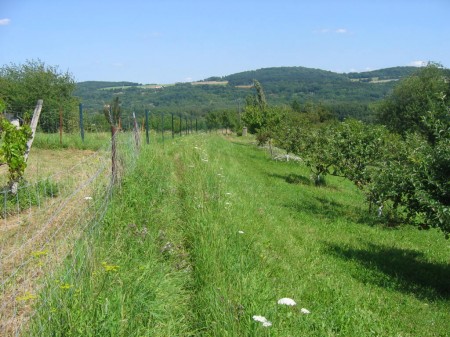 Chemin menant à la Croix de la Paule