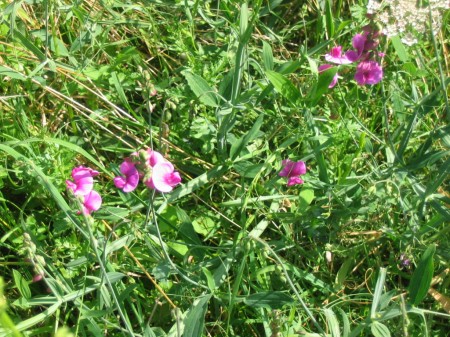 Orchidées sauvages ???