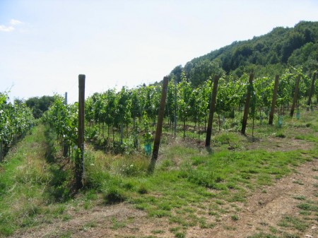 Vive le vieux vin de vigne !