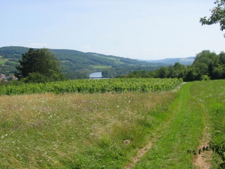 Vignes...