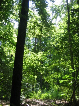RANDONNEE DANS LES BOIS DE DORNOT...