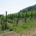 Vive le vieux vin de vigne !