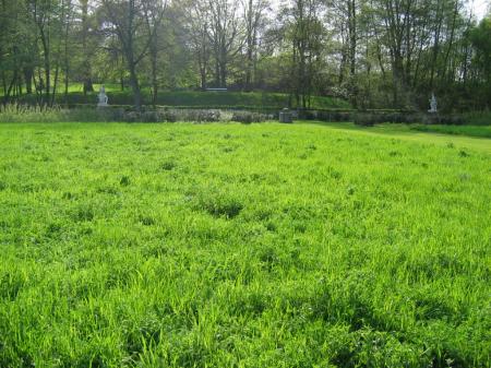 Touffe d'herbe géante