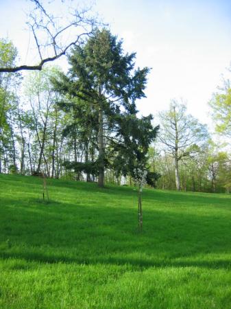 Sa Majesté les arbres