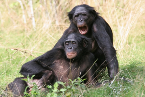 bonobos.jpg