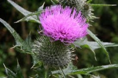 hymne national écossais,écosse,flower of scothland,scothland