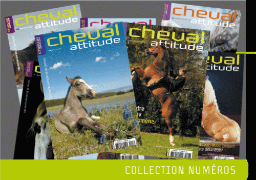 cheval attitude 3.gif
