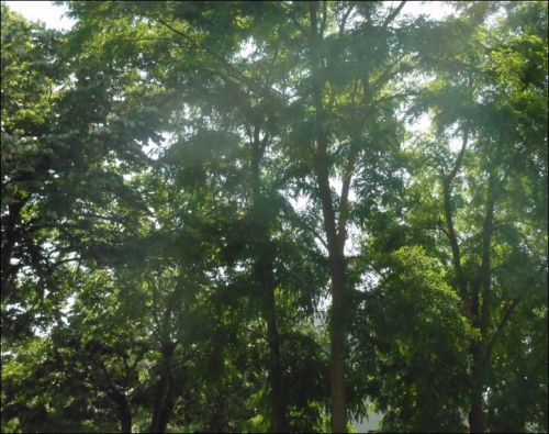 Poésie dédiée aux arbres, à la forêt, aux plantes, à nos plus longues racines,