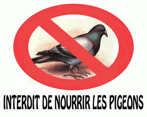 pigeon-barre.gif