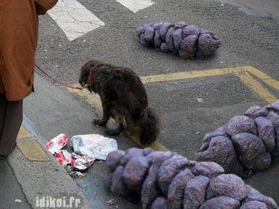 crotte de chien.jpg