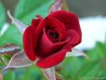 rose.jpg