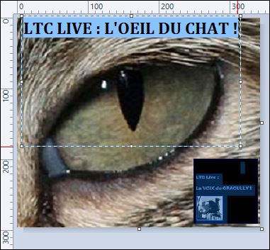 LTC LIVE : L'OEIL DU CHAT !,